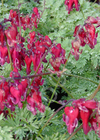 Dicentra 'Red Fountain'